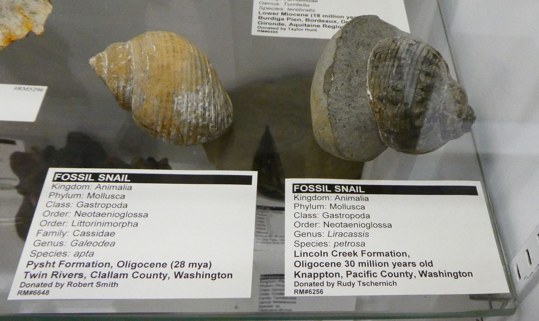 Paleontology 101 Trilobites, Snails, Clams, Oysters, and More (Photo Diary)
